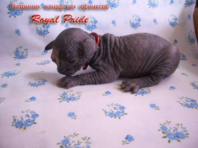 Котята Канадского сфинкса! Котята Канадского сфинкса!