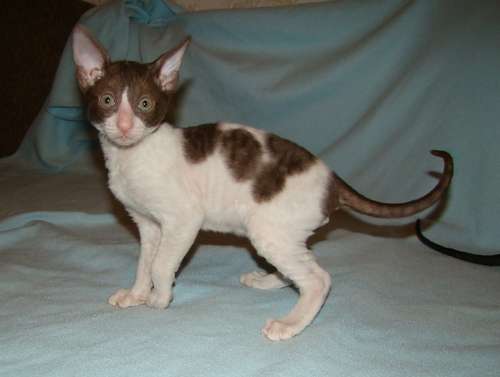 Корниш рекс котята