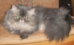 Персдиский кот приглашает на вязку