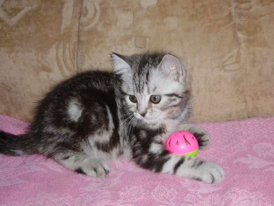 британские котята британские котята