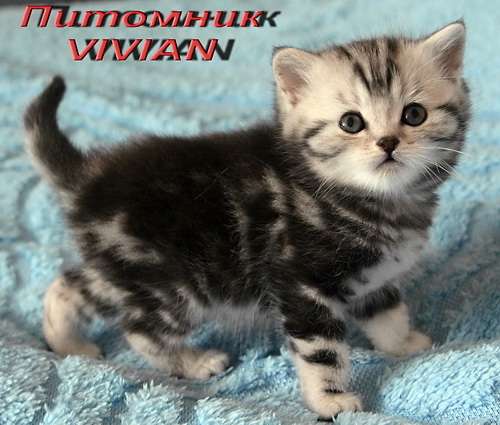 Британские мраморные котята из питомника VIVIAN. Британские мраморные котята из питомника VIVIAN.