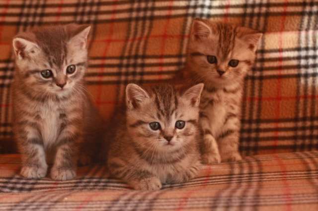 британские котята британские котята