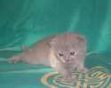 элитные котята британцы шоу класса