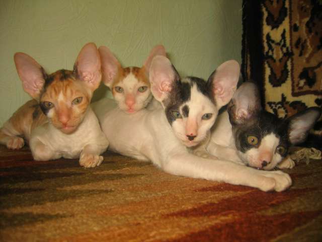 Самые лутшие котята Корниш рекс для Вас Самые лутшие котята Корниш рекс для Вас