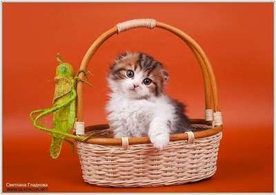 Шотландские вислоухие котята Шотландские вислоухие котята