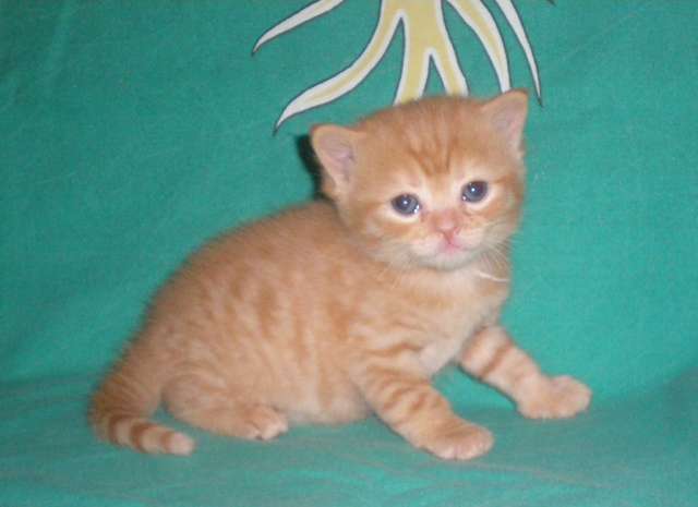БРИТАНСКИЕ КОТЯТКИ ШОУ КЛАССА БРИТАНСКИЕ КОТЯТКИ ШОУ КЛАССА