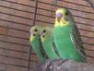 Волнистые попугайчики птенчики