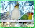 Волнистые попугаи птенцы, есть ручные и другие попугаи в продаже.