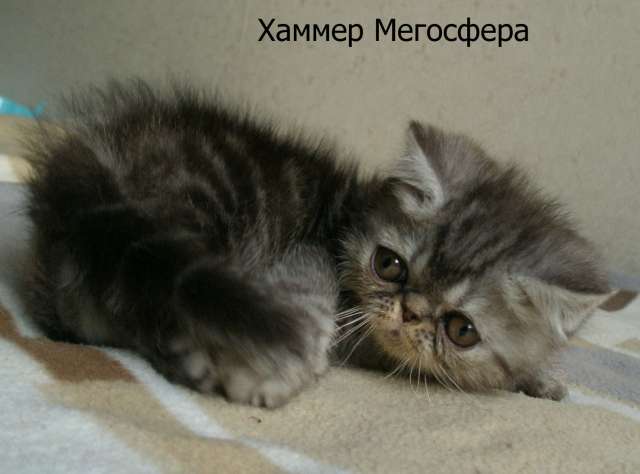 Экзотический котик Экзотический котик