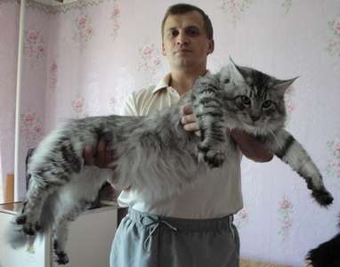 котята Мейн Кун -нежные гиганты котята Мейн Кун -нежные гиганты