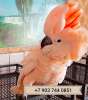 Молуккский какаду (Cacatua moluccensis) - ручные птенцы из питомника.