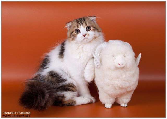 Шотландский вислоухий котик НЕДОРОГО!!! Шотландский вислоухий котик НЕДОРОГО!!!