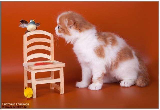 Шотландские котята Шотландские котята