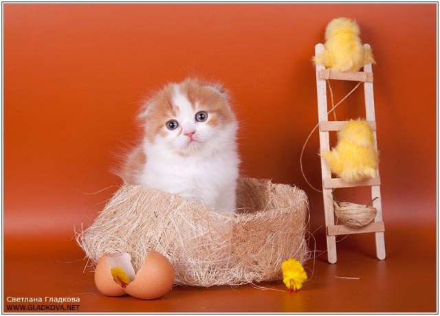 Милые шотландские котята...б Милые шотландские котята...б