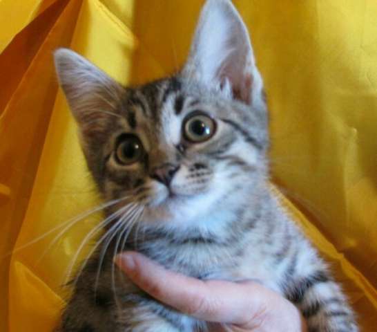 В дар котятки, 2,5 мес. В дар котятки, 2,5 мес.