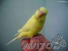 Продаю волнистых попугаев птенцы