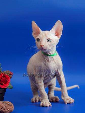 Лучший подарок - котёнок Донского сфинкса! Лучший подарок - котёнок Донского сфинкса!