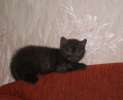 Дымок- британский котенок окраса черный дым
