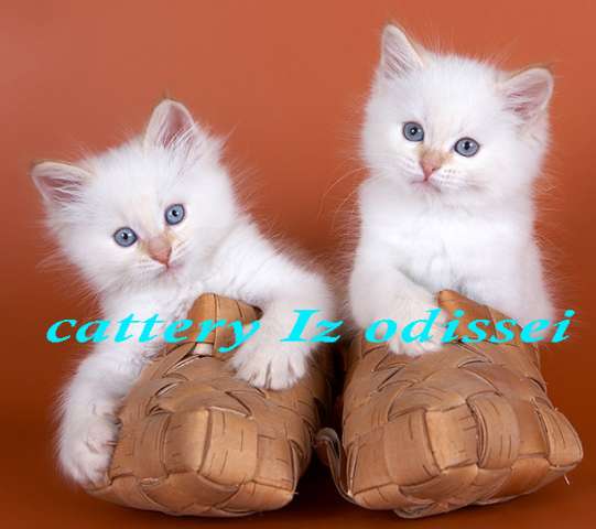 НЕВСКИЕ МАСКАРАДНЫЕ котята недорого!!! НЕВСКИЕ МАСКАРАДНЫЕ котята недорого!!!