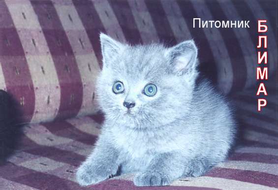 БРИТАНСКИЕ КОТЯТКИ ( ДОСТАВКА ПО МОСКВЕ) БРИТАНСКИЕ КОТЯТКИ ( ДОСТАВКА ПО МОСКВЕ)
