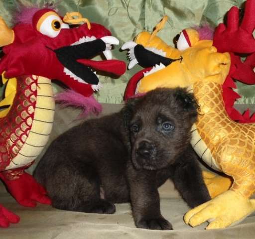 Кане-корсо щенки Кане-корсо щенки
