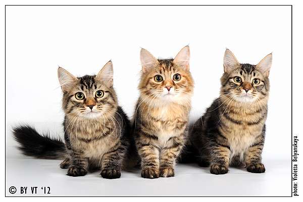 Сибирские котята Сибирские котята