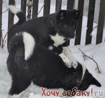 американская акита щенки американская акита щенки