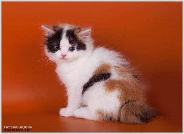 Очаровательные шотландские котята Очаровательные шотландские котята