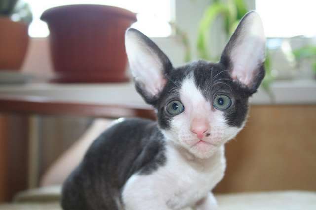 котята корниш рекс котята корниш рекс