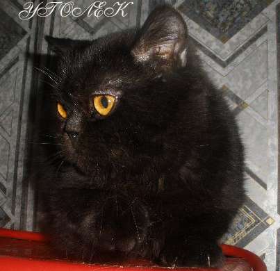 Шотландский короткошерстный котенок Шотландский короткошерстный котенок