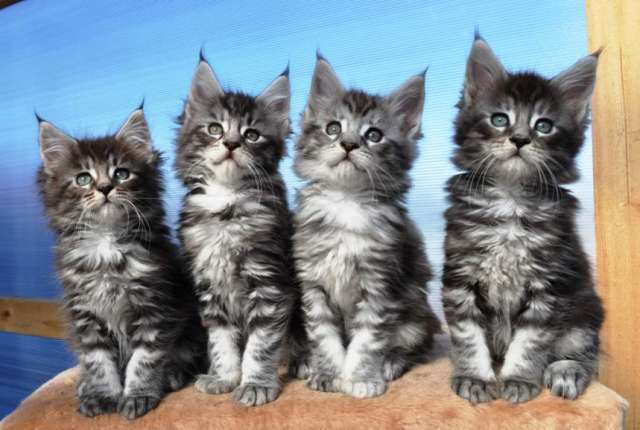 Котята мейн кун Котята мейн кун