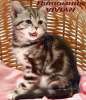 Британские  котята шоколадный мрамор на серебре из