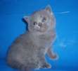 Голубой шикарный прямоухий котик ВИДЕО