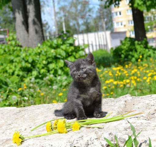БРИТАНСКИЕ КОТЯТКИ ШОУ КЛАССА БРИТАНСКИЕ КОТЯТКИ ШОУ КЛАССА