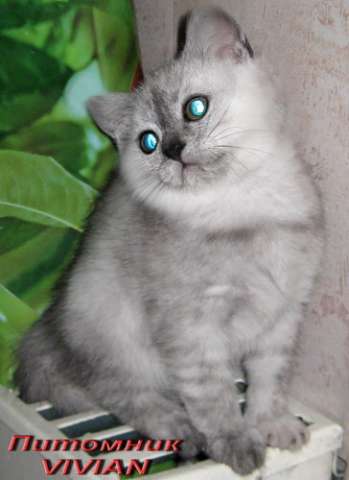 Британские дымные котята из питомнка VIVIAN. Британские дымные котята из питомнка VIVIAN.