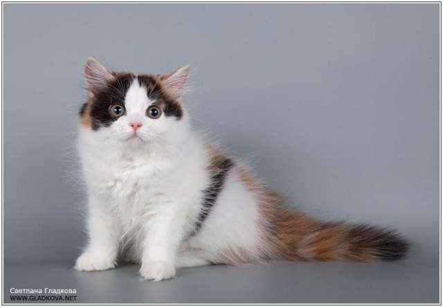 Красивые шотландские котята! Красивые шотландские котята!