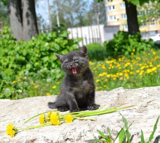 БРИТАНСКИЕ КОТЯТКИ ШОУ КЛАССА БРИТАНСКИЕ КОТЯТКИ ШОУ КЛАССА
