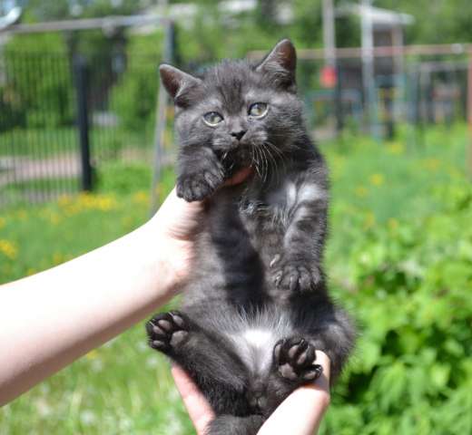 БРИТАНСКИЕ КОТЯТКИ БРИТАНСКИЕ КОТЯТКИ