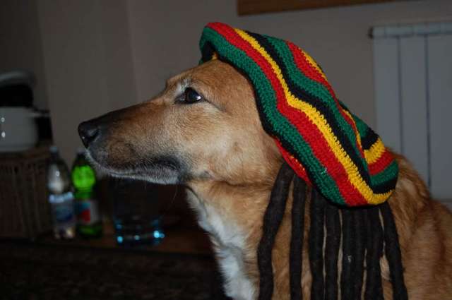собака собака