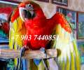 Гибрид попугаев ара  Tropicana - птенцы выкормыши из питомника