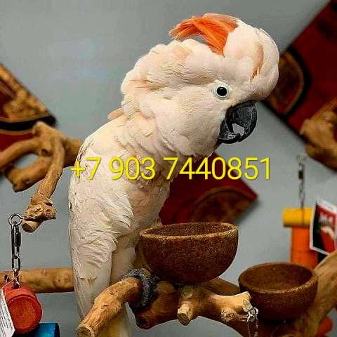 Молуккский какаду  (Cacatua moluccensis)   - абсолютно ручные птенцы из питомника