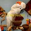 Молуккский какаду  (Cacatua moluccensis)   - абсолютно ручные птенцы из питомника