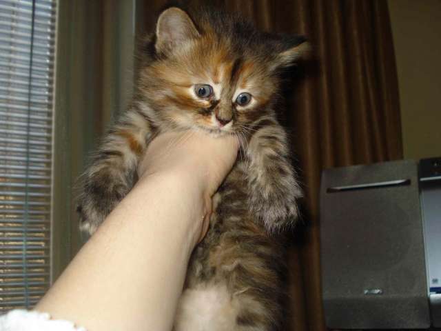 Котята ищут хозяина-спасителя Котята ищут хозяина-спасителя