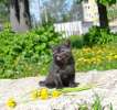 британский котенок Дымок- окрас черный дым