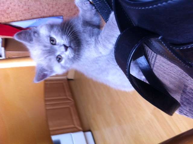 Котята Котята