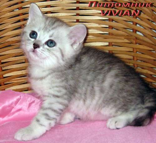 Британские котята вискас из питомнка VIVIAN. Британские котята вискас из питомнка VIVIAN.