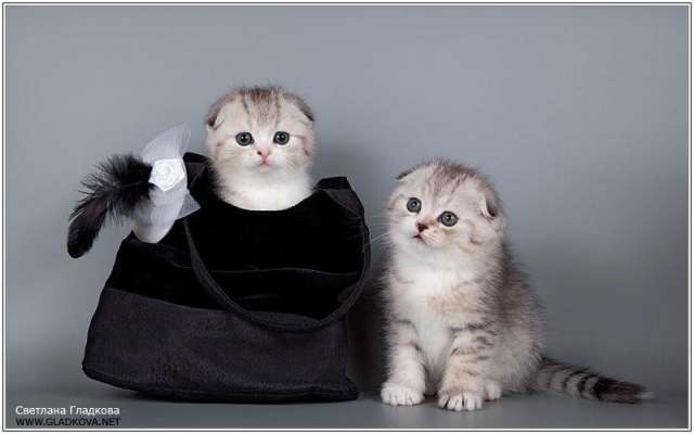 Шотландские вислоухие котята Шотландские вислоухие котята
