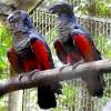 Грифовый или щетиноголовый попугай (Psittrichas fulgidus)  - птенцы из питомника