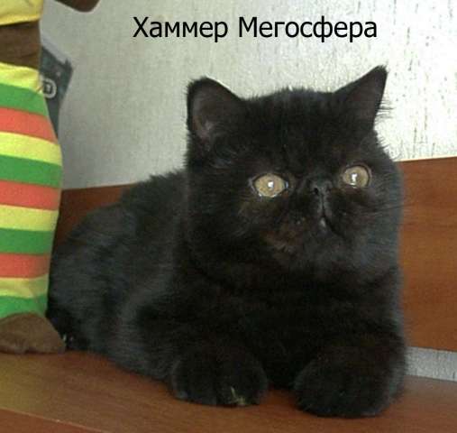 Хаммер - черный плюшевый экзот Хаммер - черный плюшевый экзот
