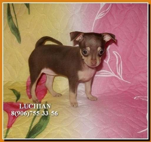 Русский той терьер. Питомник продаёт щенков той-терьера. Русский той терьер. Питомник продаёт щенков той-терьера.